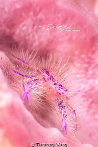 PINK WORLD 
Apr.2016 Anilao by Tianhong Wang 